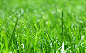 gras